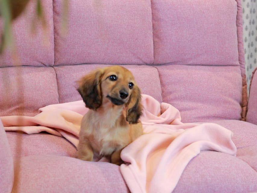 カニンヘン ダックスフンド チャンミ & ボノの子犬 レッド 女の子Kaninchen_Dachshund2230 カニンヘン ダックスフンド チャンミ & ボノの子犬 レッド 女の子