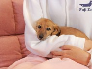 Kaninchen_Dachshund2231