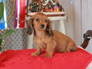 Kaninchen_Dachshund2233 Kaninchen_Dachshund2233
