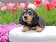 Kaninchen_Dachshund2234