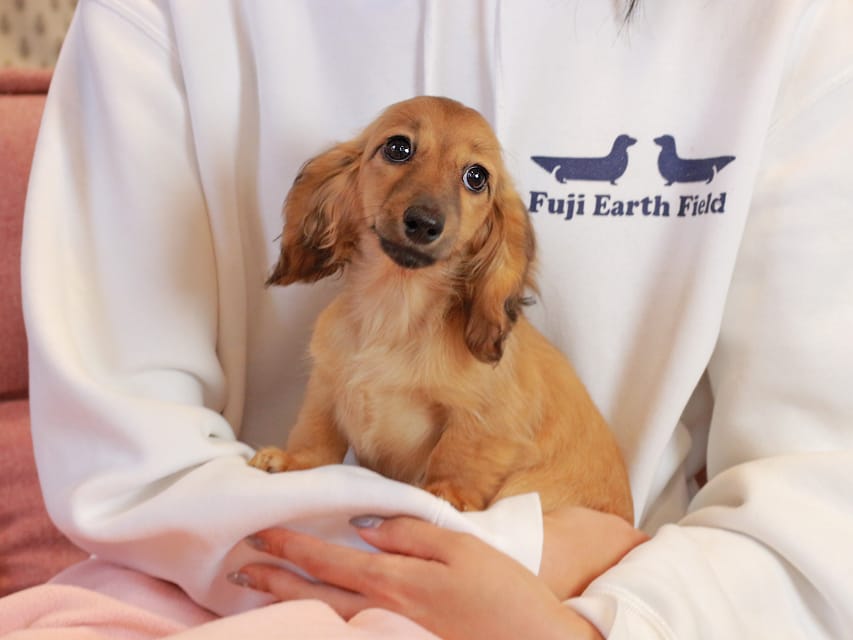 カニンヘン ダックスフンド チャンミ & ボノの子犬 レッド 女の子Kaninchen_Dachshund2236 カニンヘン ダックスフンド チャンミ & ボノの子犬 レッド 女の子