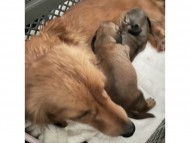 Kaninchen_Dachshund2