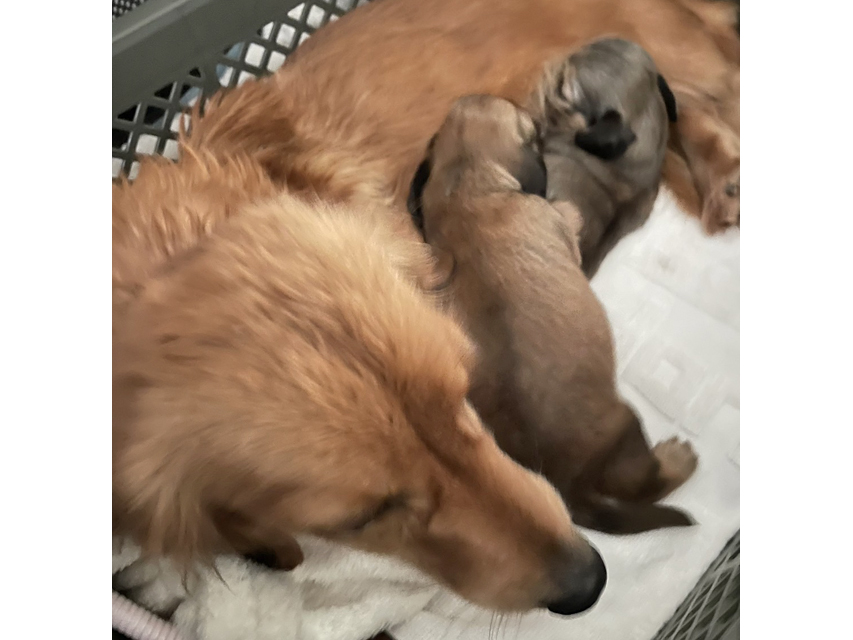 カニンヘンダックスフンド ネオンジェネシス 1月19日子犬の出産 カニンヘンダックスフンド ネオンジェネシス 1月19日子犬の出産