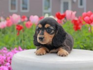 Kaninchen_Dachshund2241