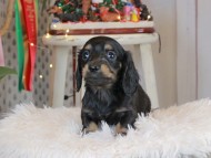 Kaninchen_Dachshund2244
