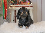 Kaninchen_Dachshund2247 Kaninchen_Dachshund2247