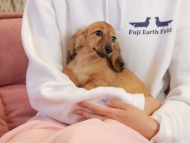 Kaninchen_Dachshund2250 Kaninchen_Dachshund2250