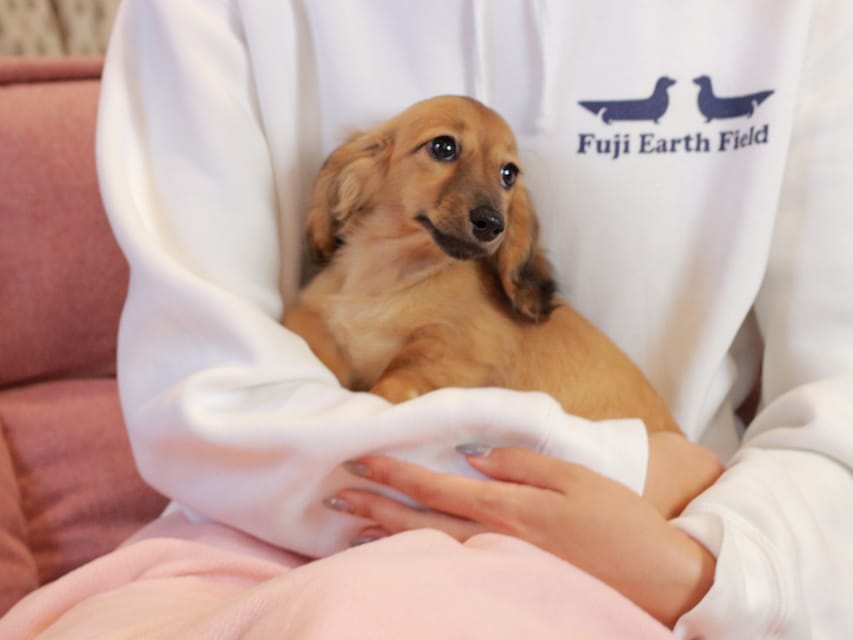 カニンヘン ダックスフンド チャンミ & ボノの子犬 レッド 女の子Kaninchen_Dachshund2250 カニンヘン ダックスフンド チャンミ & ボノの子犬 レッド 女の子