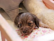 Kaninchen_Dachshund2256