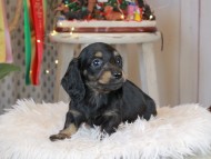 Kaninchen_Dachshund2259 Kaninchen_Dachshund2259