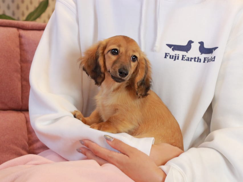 カニンヘン ダックスフンド チャンミ & ボノの子犬 レッド 女の子Kaninchen_Dachshund2260 カニンヘン ダックスフンド チャンミ & ボノの子犬 レッド 女の子