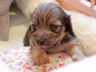 Kaninchen_Dachshund2263