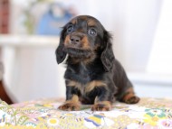 Kaninchen_Dachshund2264