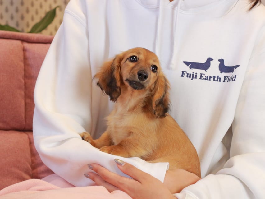 カニンヘン ダックスフンド チャンミ & ボノの子犬 レッド 女の子Kaninchen_Dachshund2264 カニンヘン ダックスフンド チャンミ & ボノの子犬 レッド 女の子