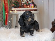 Kaninchen_Dachshund2267 Kaninchen_Dachshund2267