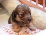 Kaninchen_Dachshund2271