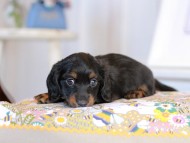 Kaninchen_Dachshund2273