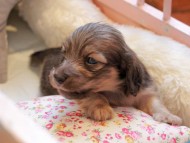 Kaninchen_Dachshund2273