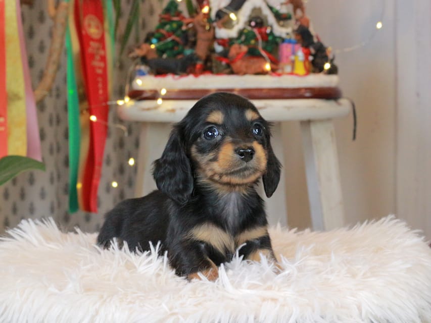 カニンヘンダックスフンド セーラ&スパーキの子犬 ブラタン 女の子