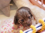 Kaninchen_Dachshund2274