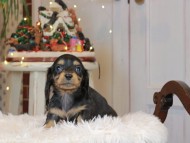 Kaninchen_Dachshund2276