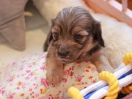 Kaninchen_Dachshund2277