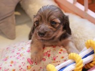 Kaninchen_Dachshund2278