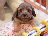 Kaninchen_Dachshund2279