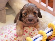 Kaninchen_Dachshund2280