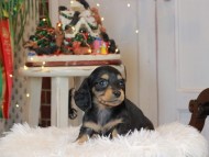 Kaninchen_Dachshund2281 Kaninchen_Dachshund2281
