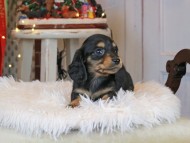 Kaninchen_Dachshund2284
