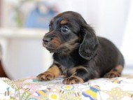 Kaninchen_Dachshund2288 Kaninchen_Dachshund2288
