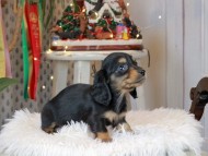 Kaninchen_Dachshund2290 Kaninchen_Dachshund2290