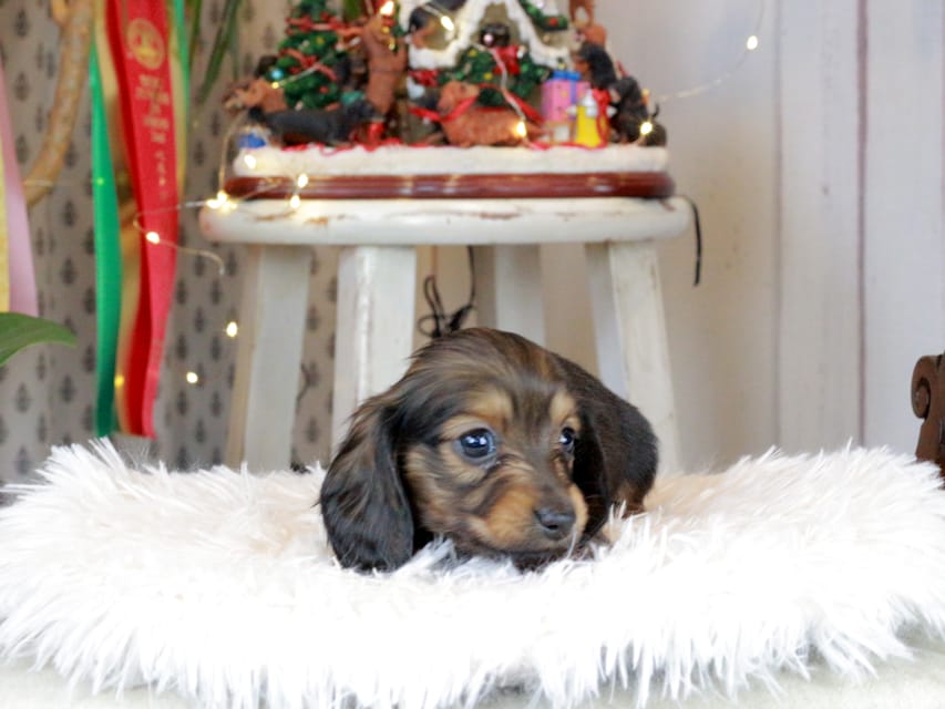 カニンヘンダックスフンド セーラ&スパーキの子犬 シェーデットレッド 女の子（1）