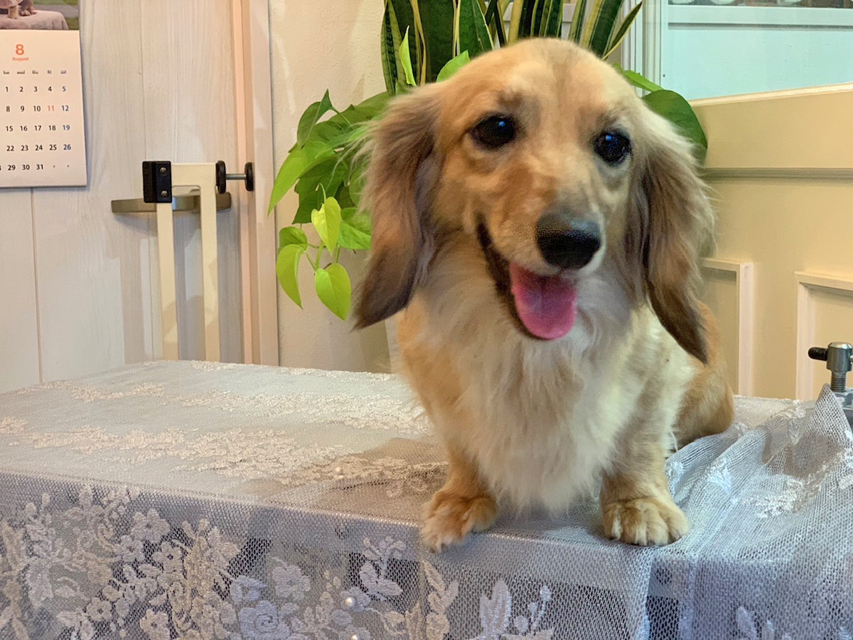 カニンヘンダックスフンド 勇退犬 里親募集 シエラ