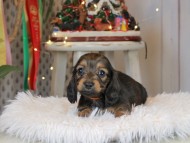 Kaninchen_Dachshund2300