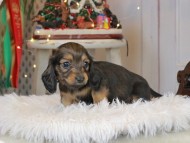 Kaninchen_Dachshund2303