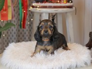 Kaninchen_Dachshund2308