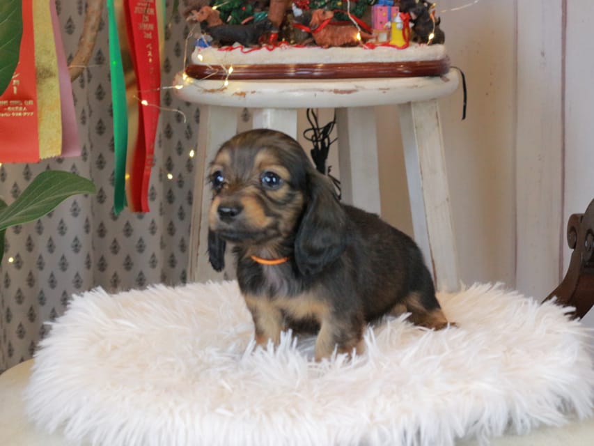 カニンヘンダックスフンド セーラ&スパーキの子犬 シェーデットレッド 女の子（1）