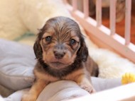 Kaninchen_Dachshund2316