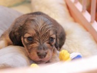 Kaninchen_Dachshund2318