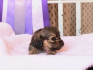 Kaninchen_Dachshund232
