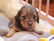 Kaninchen_Dachshund2324