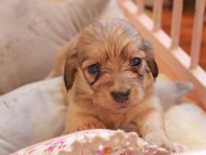 Kaninchen_Dachshund2333