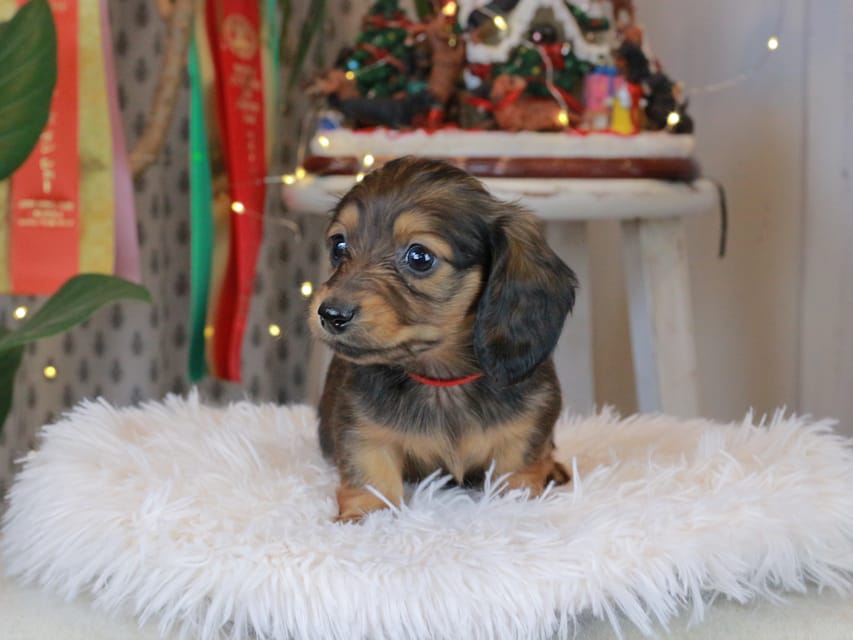 カニンヘンダックスフンド セーラ&スパーキの子犬 シェーデットレッド 女の子（2）