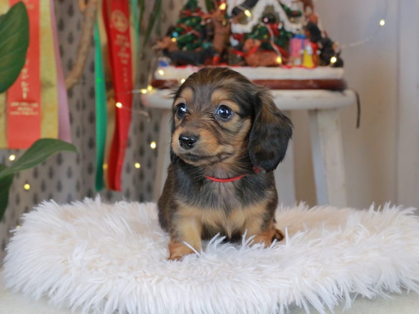 カニンヘンダックスフンド セーラ&スパーキの子犬 シェーデットレッド 女の子（2）