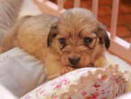 Kaninchen_Dachshund2337