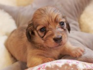 Kaninchen_Dachshund2340