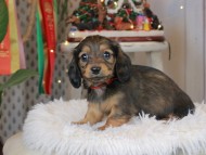 Kaninchen_Dachshund2343
