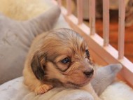 Kaninchen_Dachshund2344